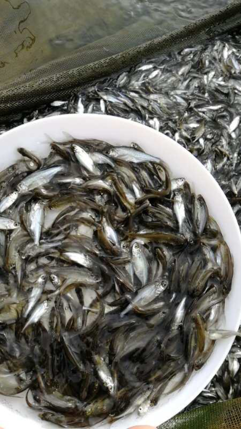 （鱼苗）纯正武昌鱼苗三角坊，生长速度快，八个月可以上市