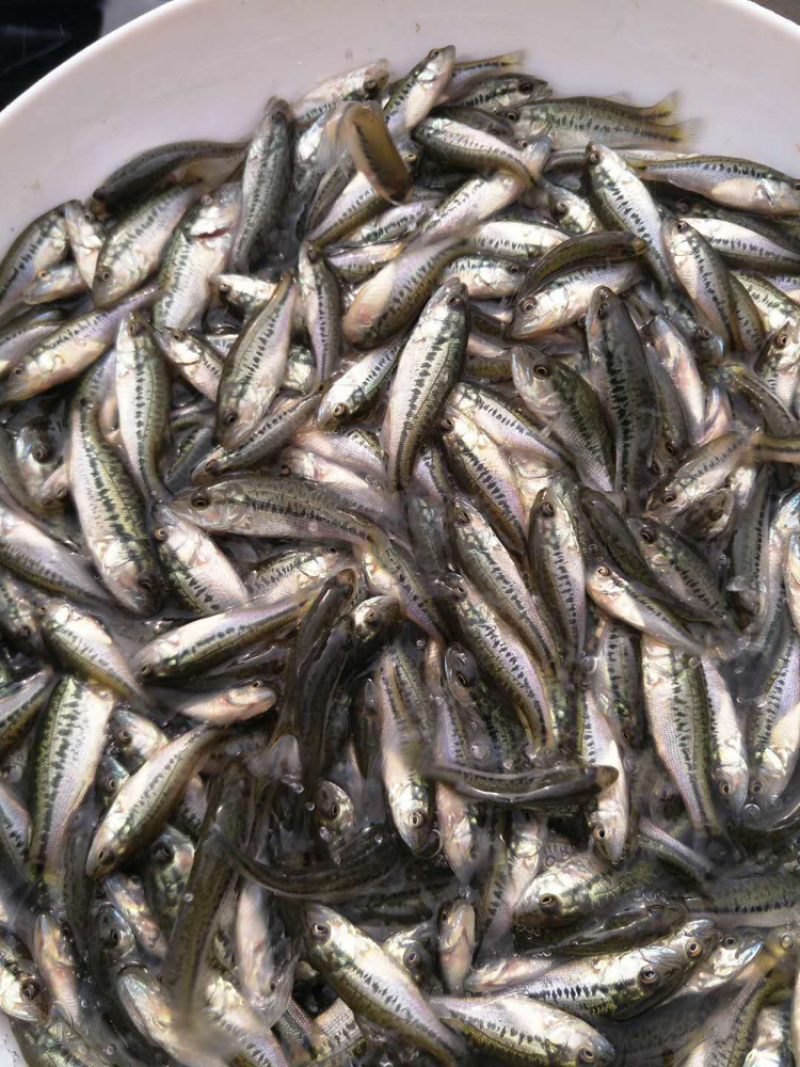 【鱼苗】优鲈1号加洲鲈原名大黑鲈，全训好料。