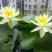 睡莲种球睡莲根块池塘水池水培植物水生根块大睡莲花