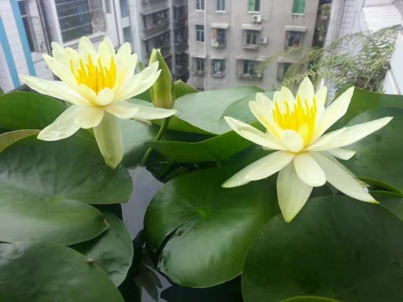 睡莲种球睡莲根块池塘水池水培植物水生根块大睡莲花