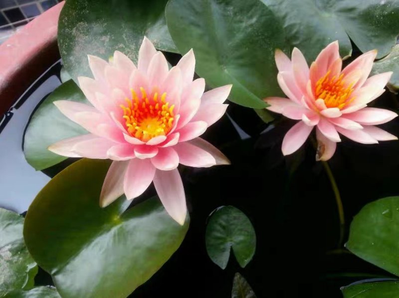 睡莲种球睡莲根块池塘水池水培植物水生根块大睡莲花
