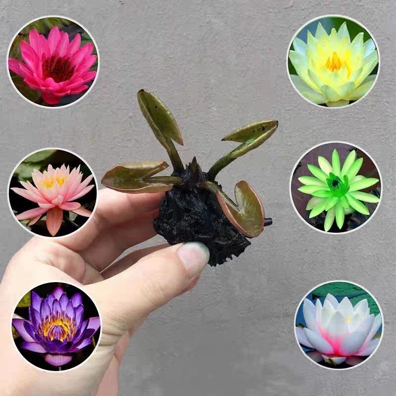 睡莲种球睡莲根块池塘水池水培植物水生根块大睡莲花