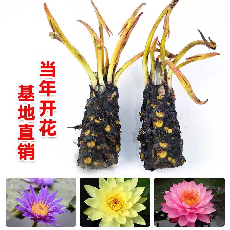睡莲种球睡莲根块池塘水池水培植物水生根块大睡莲花
