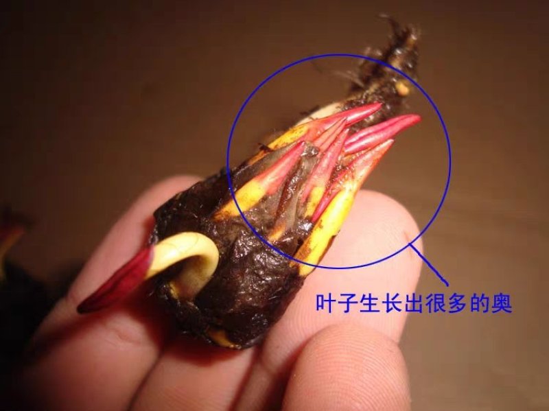 睡莲种球睡莲根块池塘水池水培植物水生根块大睡莲花