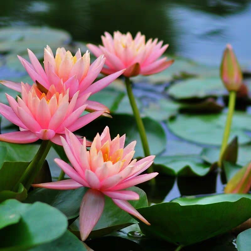 睡莲种球睡莲根块池塘水池水培植物水生根块大睡莲花