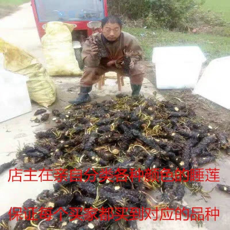 睡莲种球睡莲根块池塘水池水培植物水生根块大睡莲花