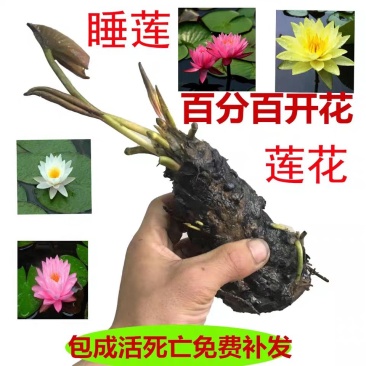 睡莲种球睡莲根块池塘水池水培植物水生根块大睡莲花