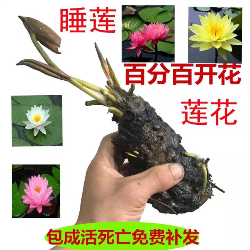 睡莲种球睡莲根块池塘水池水培植物水生根块大睡莲花