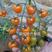 圣女果苗小西红柿苗采摘口感好的小西红柿番茄苗特色小西红柿