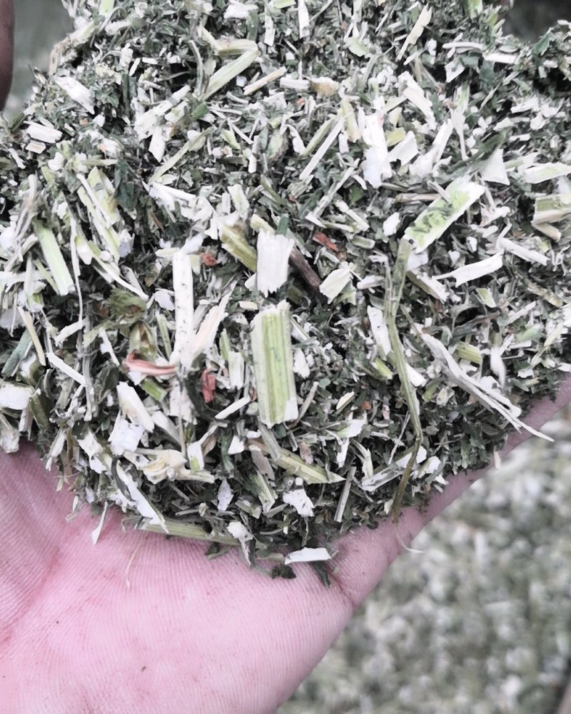 益母草1cm段河南野生支持线上保障交易可视频看货