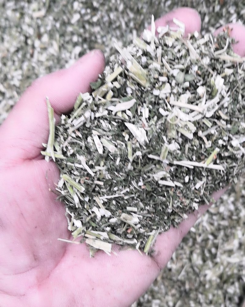 益母草1cm段河南野生支持线上保障交易可视频看货