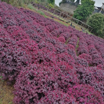 红花檵木,红花檵木球,红花檵木柱子红花檵木小苗,色块小苗