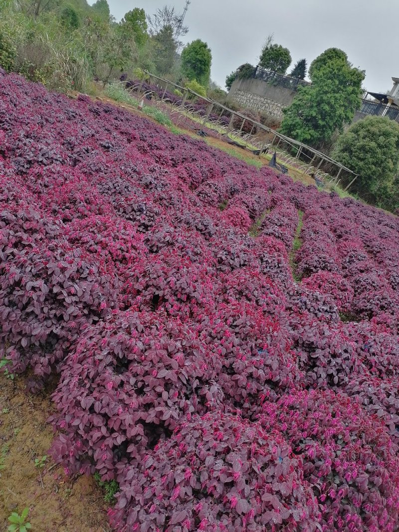红花檵木，红花檵木球，红花檵木柱子红花檵木小苗，色块小苗