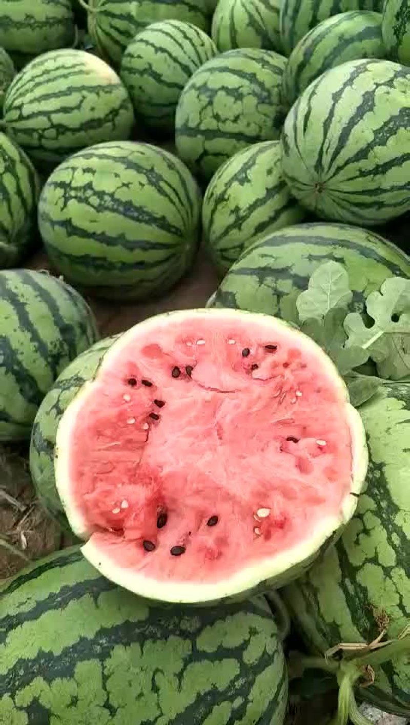 8424西瓜