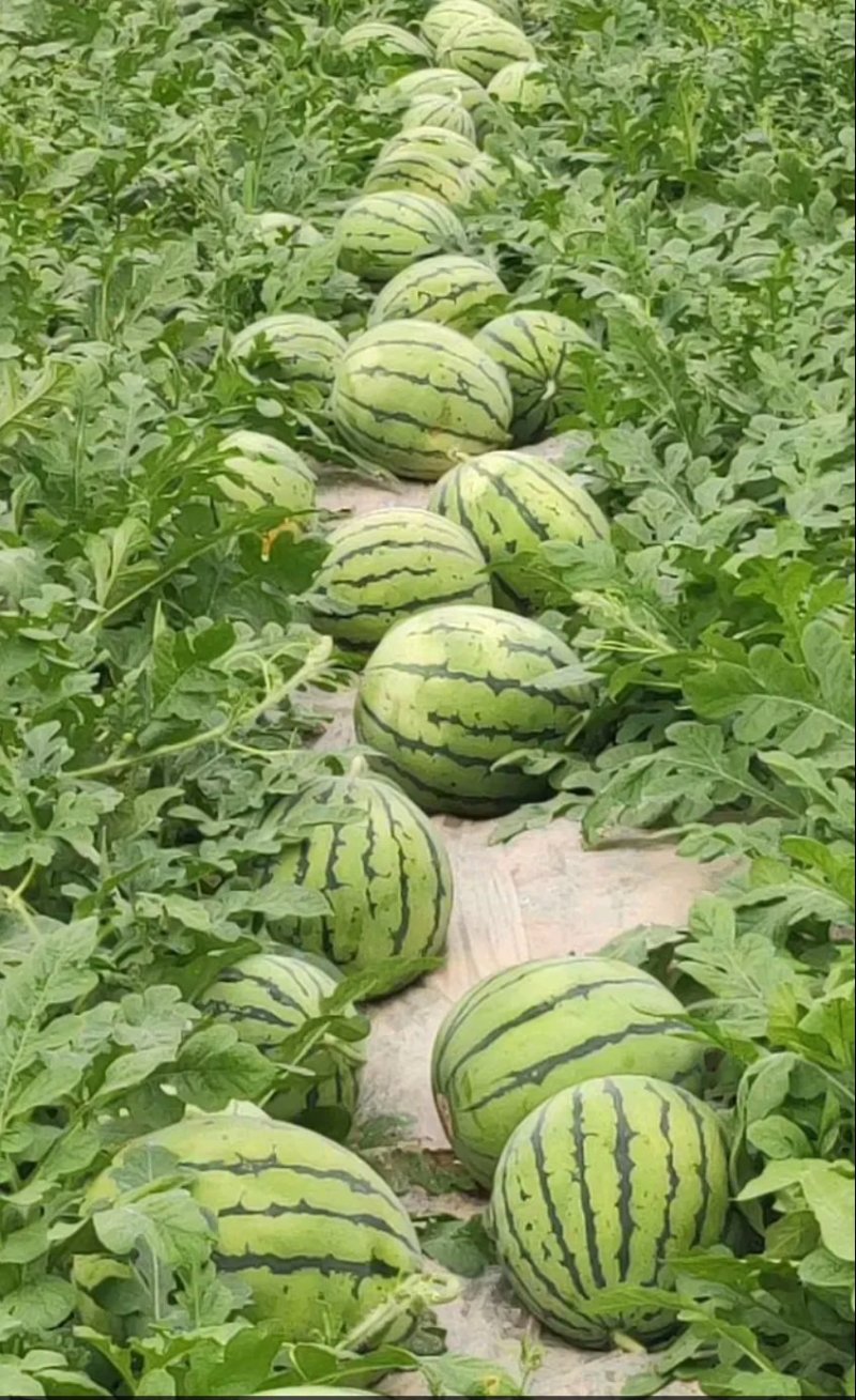 西瓜美都西瓜品优价实.量大从优.包熟包甜.皮薄瓤红！