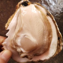 方记生蚝批发！！！！