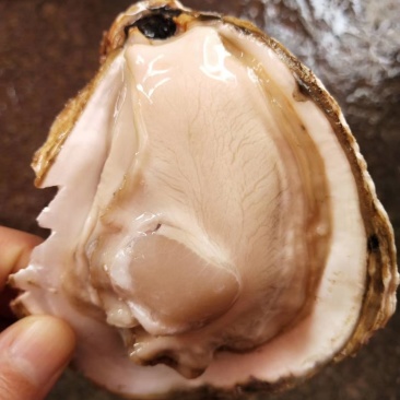 方记生蚝批发！！！！