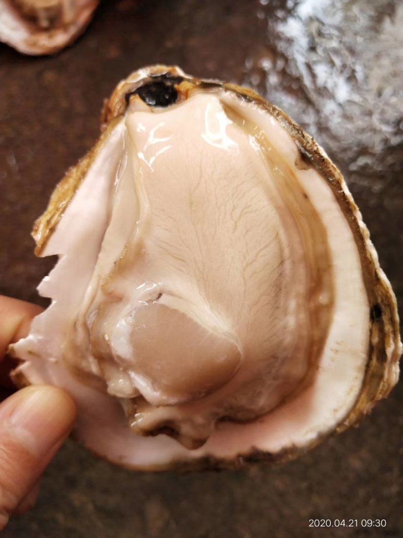 方记生蚝批发！！！！
