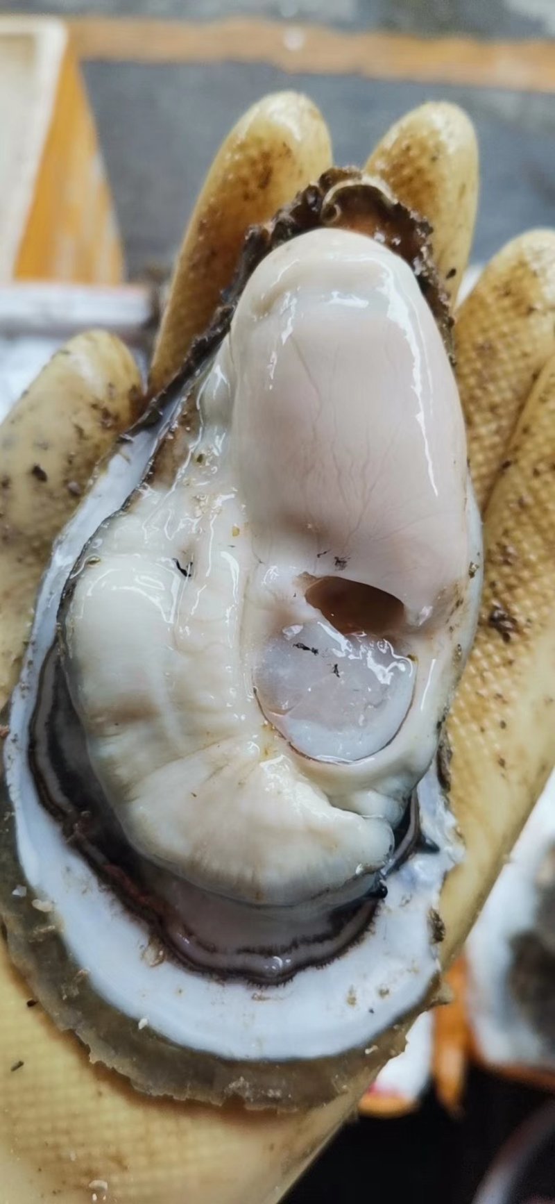 方记生蚝批发！！！！