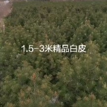 白皮松