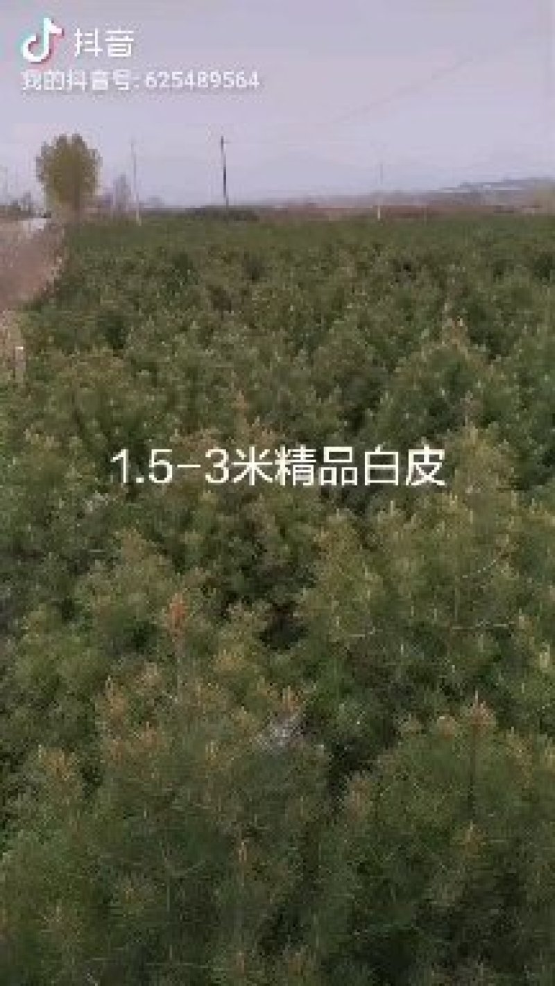 白皮松