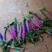 紫色鼠尾小苗本公司常年出售各种玫瑰花小苗，卡罗拉、蜜桃雪
