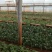 紫色鼠尾小苗本公司常年出售各种玫瑰花小苗，卡罗拉、蜜桃雪