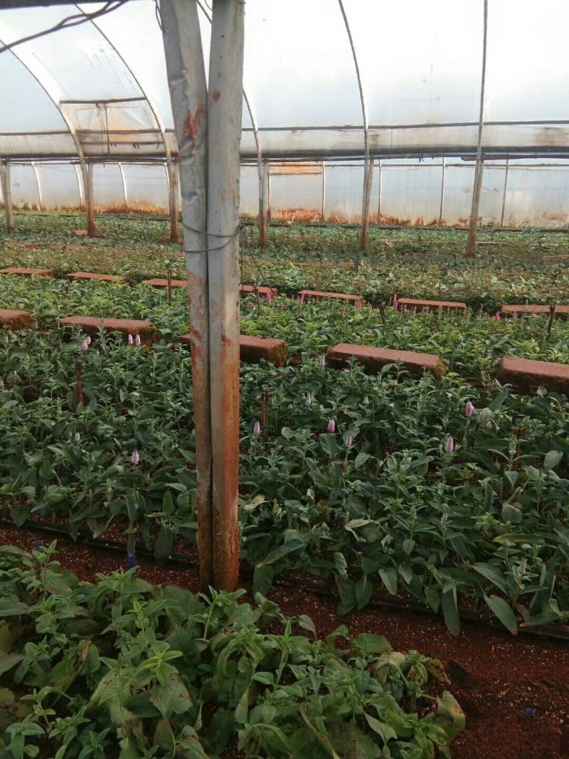 紫色鼠尾小苗本公司常年出售各种玫瑰花小苗，卡罗拉、蜜桃雪