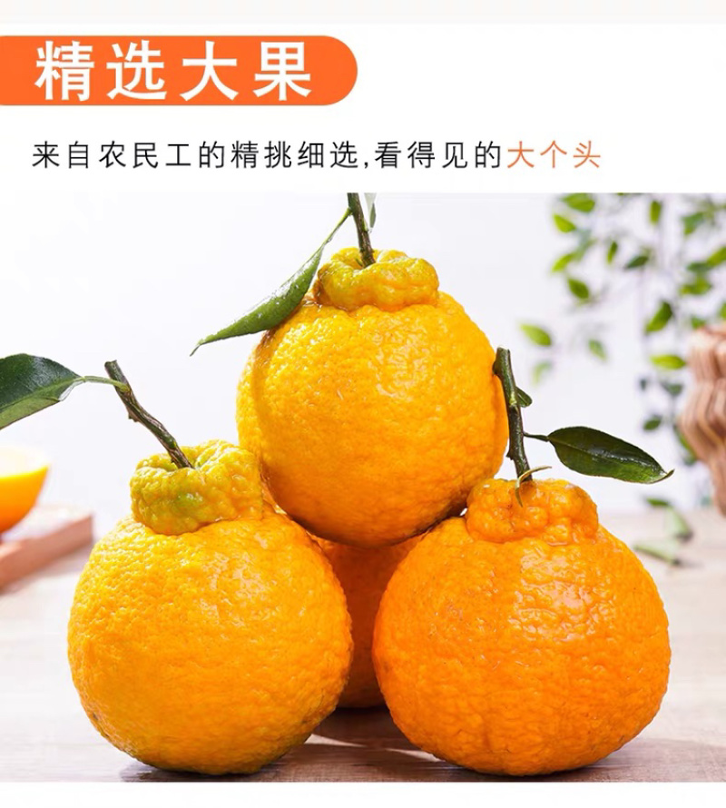 不知火丑橘四川丑橘当季水果柑橘大果耙耙柑一件代发！
