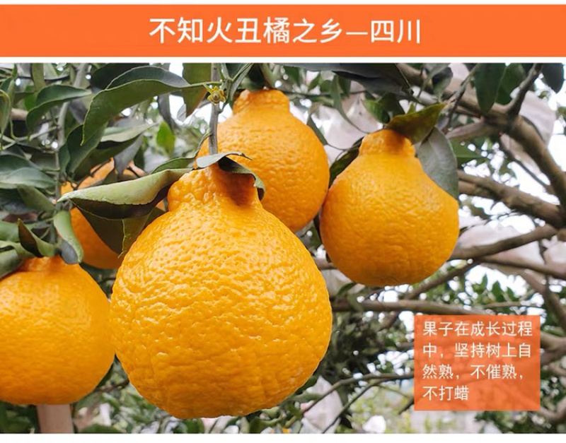 不知火丑橘四川丑橘当季水果柑橘大果耙耙柑一件代发！