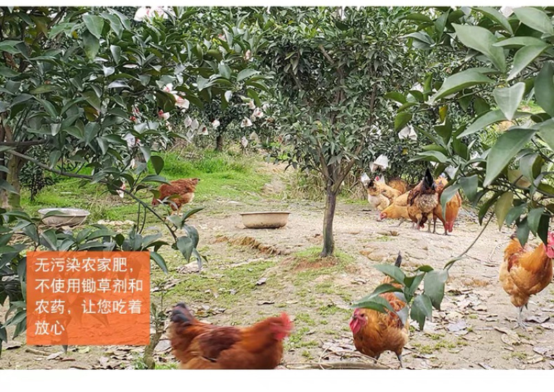 不知火丑橘四川丑橘当季水果柑橘大果耙耙柑一件代发！