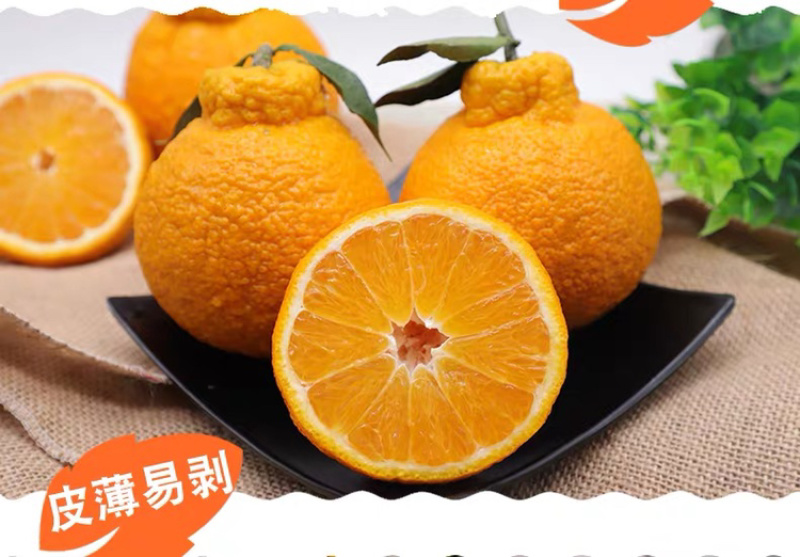 不知火丑橘四川丑橘当季水果柑橘大果耙耙柑一件代发！