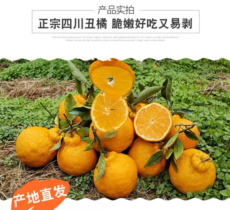 不知火丑橘四川丑橘当季水果柑橘大果耙耙柑一件代发！