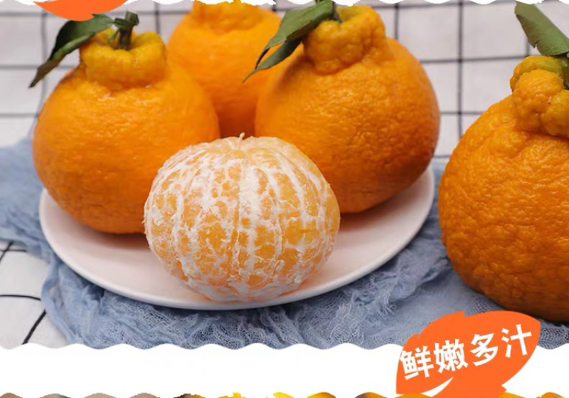 不知火丑橘四川丑橘当季水果柑橘大果耙耙柑一件代发！