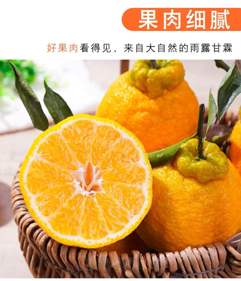 不知火丑橘四川丑橘当季水果柑橘大果耙耙柑一件代发！