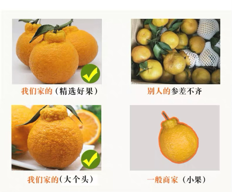 不知火丑橘四川丑橘当季水果柑橘大果耙耙柑一件代发！