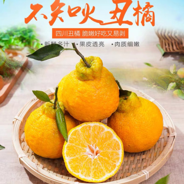 不知火丑橘四川丑橘当季水果柑橘大果耙耙柑一件代发！