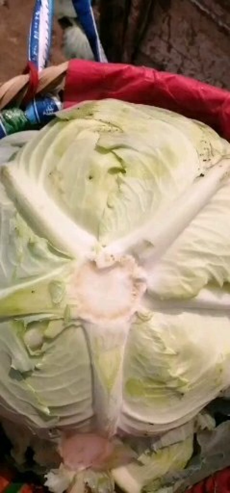包菜豪帝厚叶，耐运输，芯把搁几天不腐烂七分熟