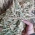 厂家大量供应稻草货源充足！！！！！！！！