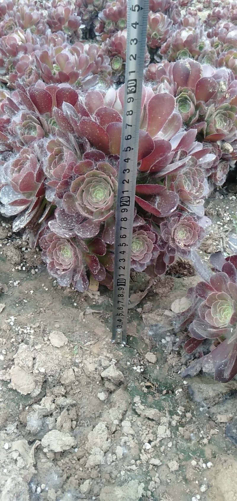 法师多肉基地直销欧版紫羊绒基地批发，可混批。