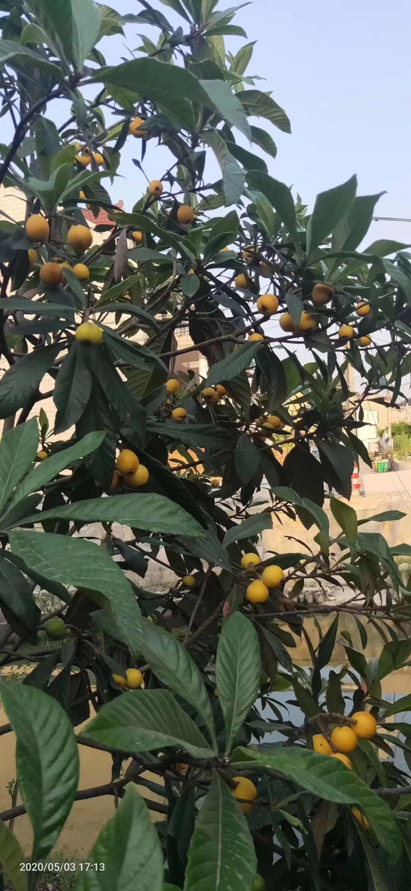 塘栖枇杷，红中，白沙，大批量供应，自己家种