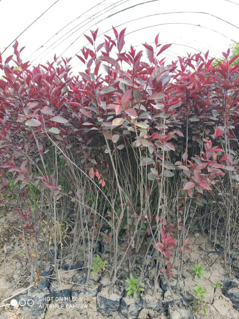 紫叶矮樱，丛生紫叶矮樱，杯苗小灌木