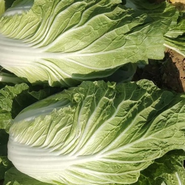大量供应黄心白菜净菜加工各种包装！立包扁包网包包纸泡菜厂