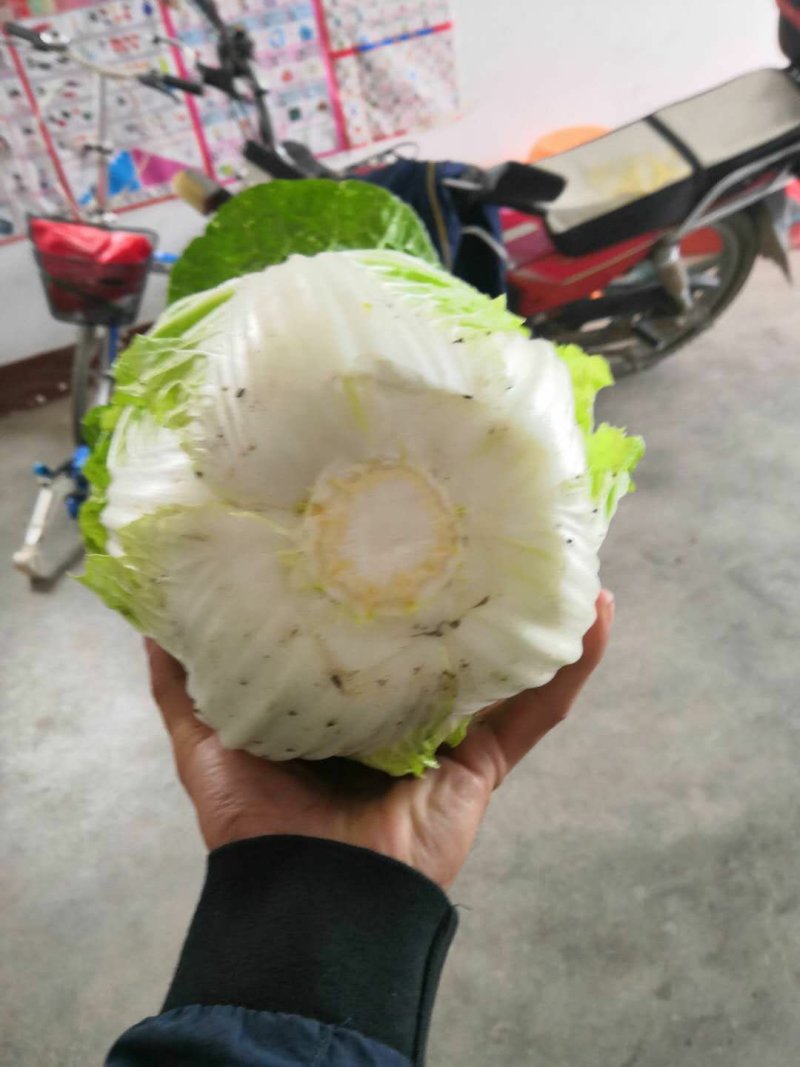 优质大白菜发全国！！