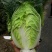 优质大白菜发全国！！