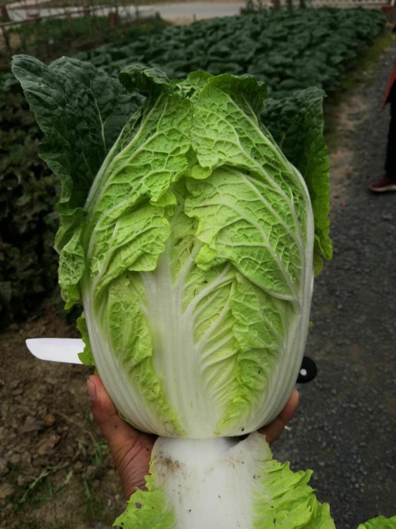 优质大白菜发全国！！