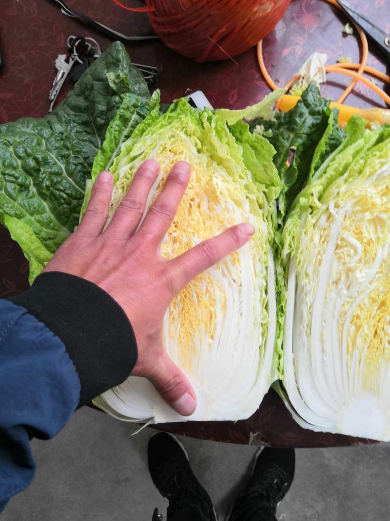 优质大白菜发全国！！