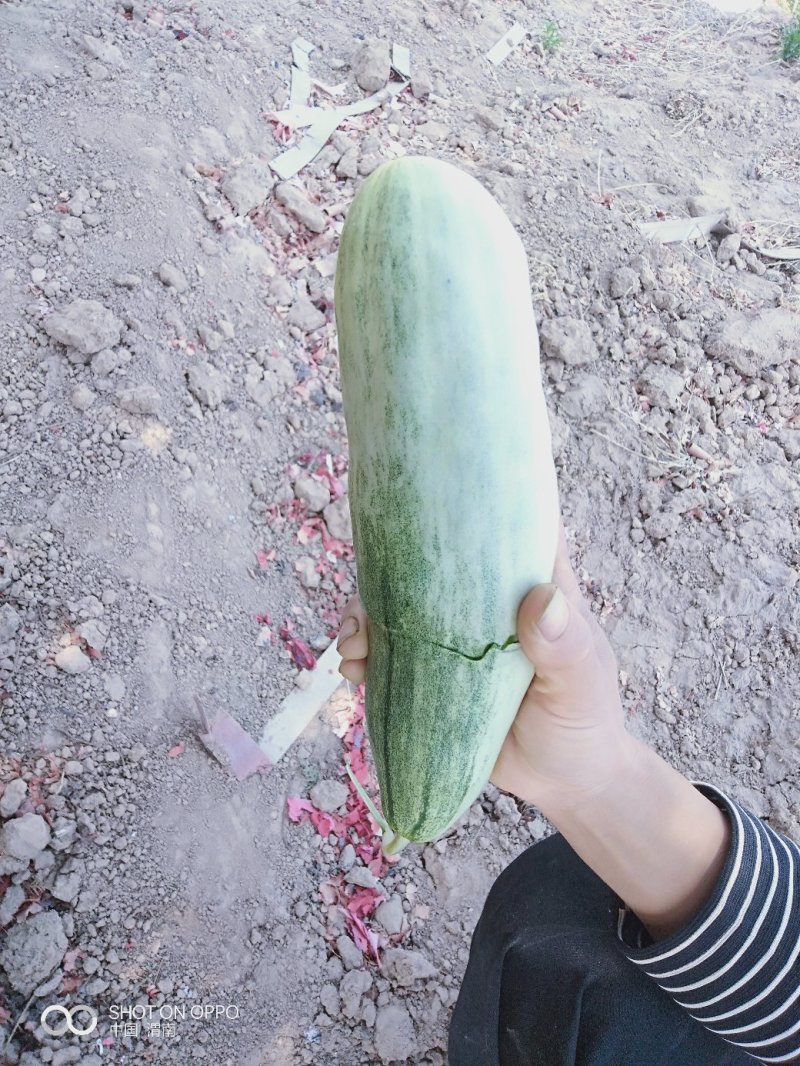 正宗博洋9，脆甜爽口视频看货
