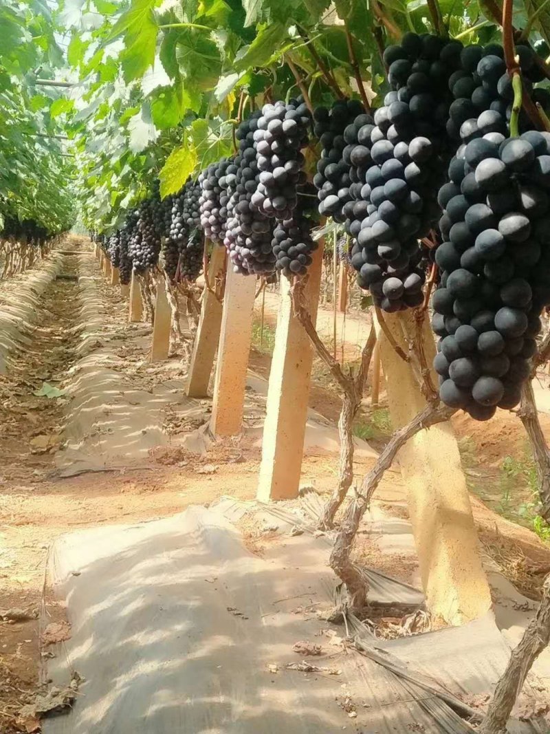 江苏万亩葡，开始大量上市，夏黑无核，巨峰葡萄，诚信代办。