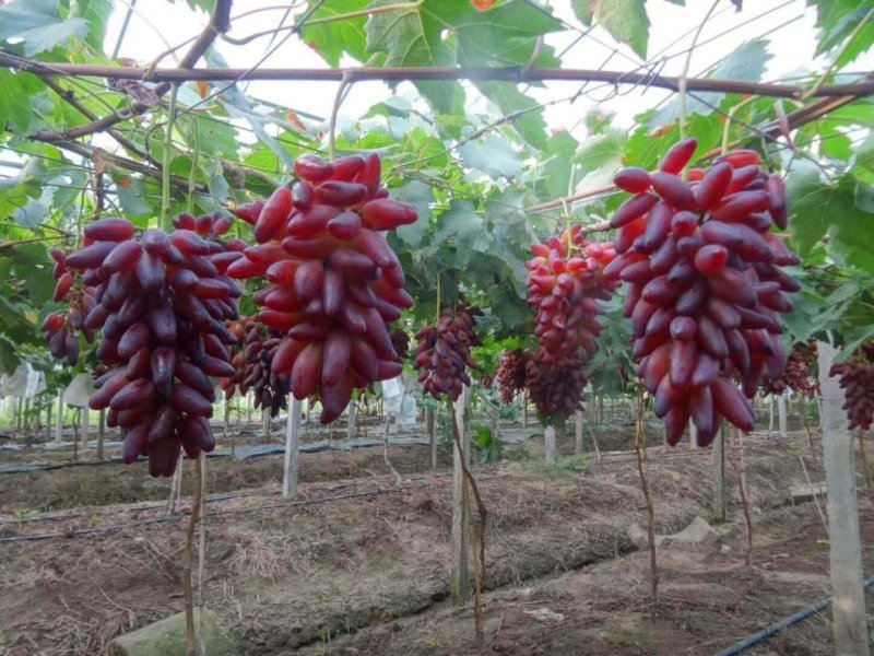 茉莉香葡萄大量现货！产地专业代办！支持全国一件代发代购